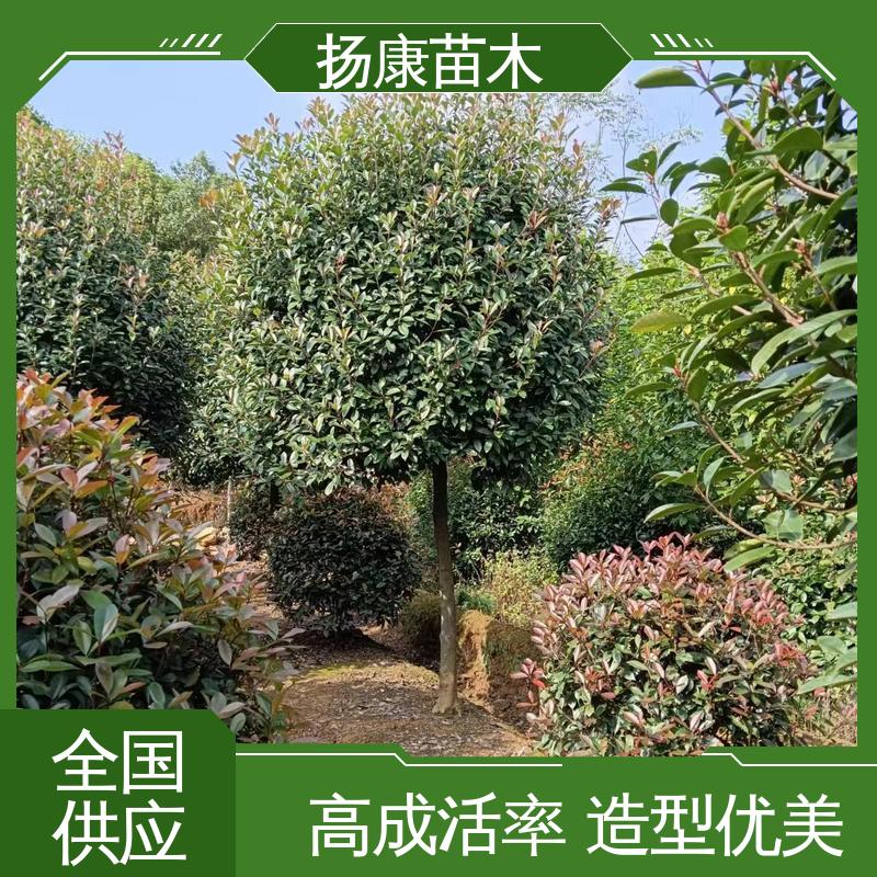 扬康苗木 基地供应 红叶石楠 园林庭院造景植物 高成活率 规格齐全