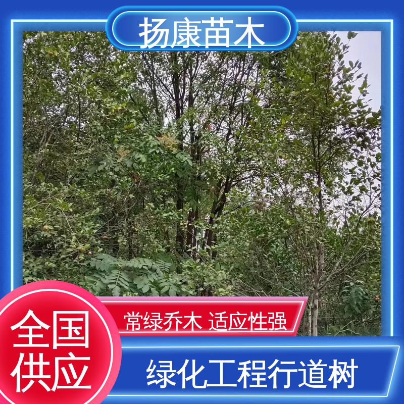 扬康苗木 基地供应 全冠香樟 园林绿化工程设计 观赏价值高