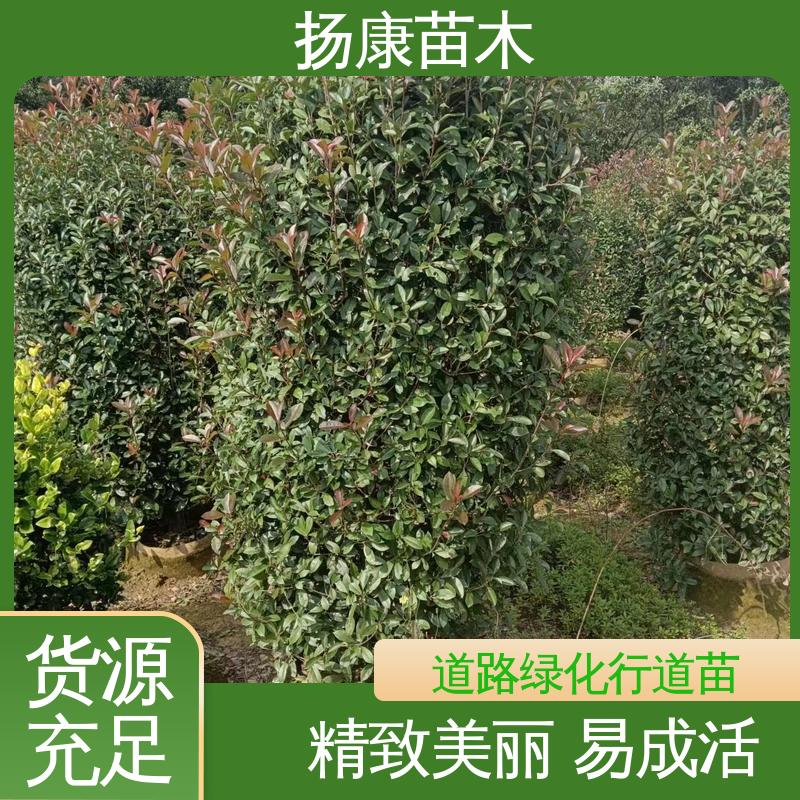 扬康苗木 红叶石楠树 园区道路绿化苗 观赏价值高