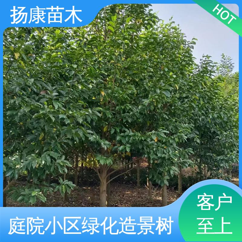 扬康苗木 20公分乐 昌合笑 园林庭院造景植物 树形丰富 成活率高
