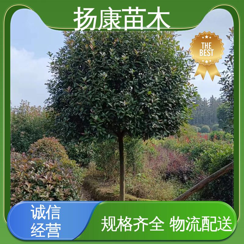 扬康苗木 基地供应 小楠 绿化工程改造苗 环境适应性强