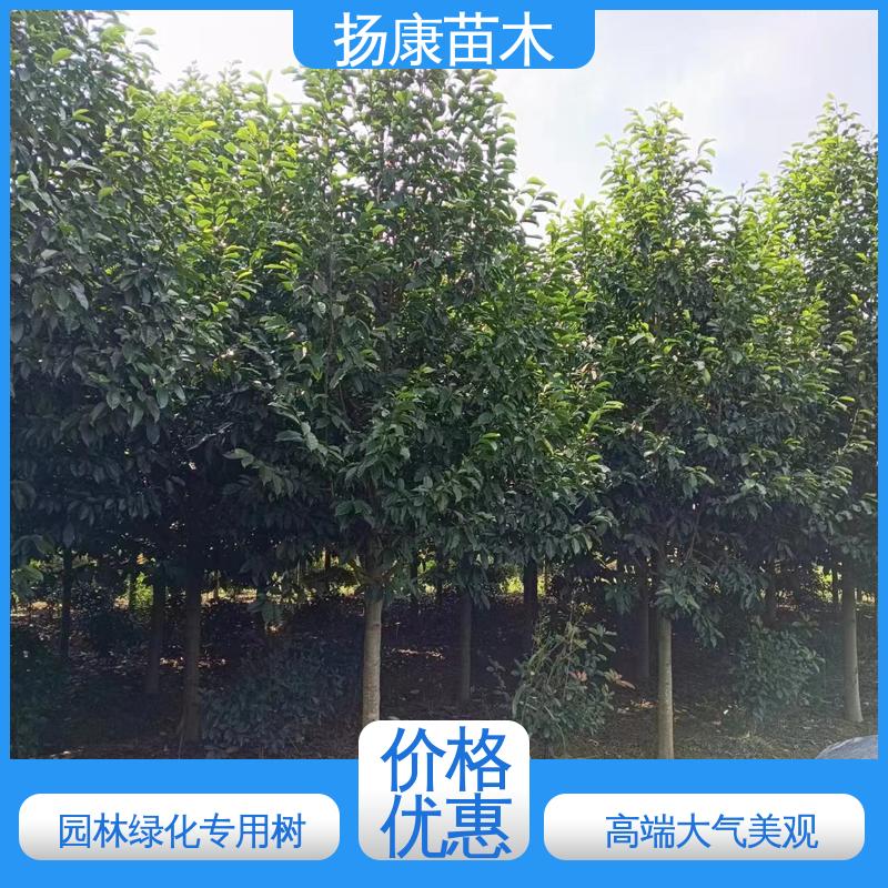 扬康苗木 基地供应 湖 南 乐 昌含笑 园林绿化工程设计 环境适应性强