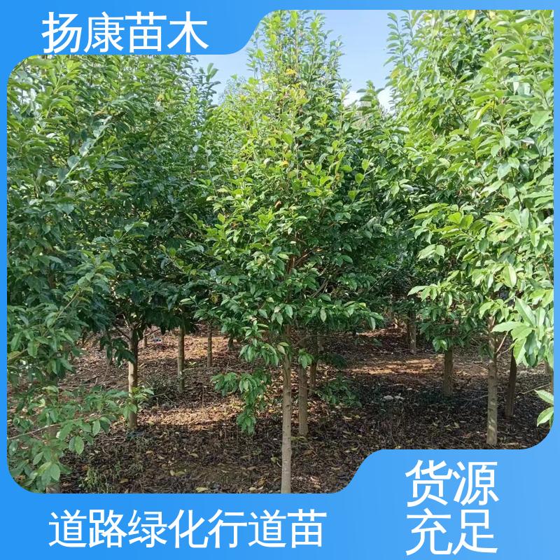 扬康苗木 乐 昌含笑苗 园林绿化工程设计 树形丰富 成活率高