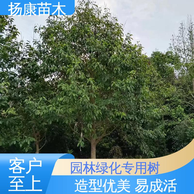 扬康苗木 基地供应 浙 江乐 昌含笑 园林绿化工程设计 精致美丽 易成活
