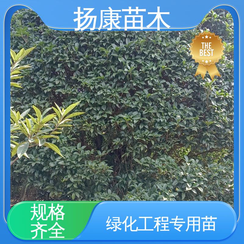 扬康苗木 18公分乐 昌含笑 园林景区栽植 高成活率 规格齐全