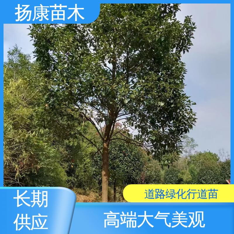扬康苗木 云 南乐 昌合笑 园林庭院造景植物 高端大气美观