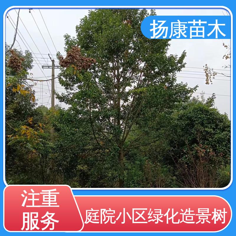 扬康苗木 20公分乐 昌合笑 园区道路绿化苗 环境适应性强