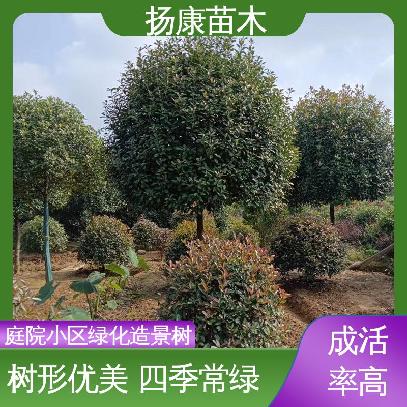 扬康苗木 红叶石楠球 园区道路绿化苗 环境适应性强