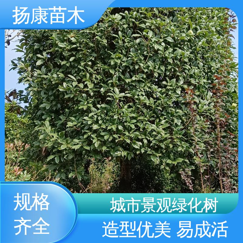 扬康苗木 乐 昌含笑批发 园区道路绿化苗 精致美丽 易成活