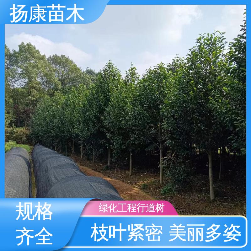 扬康苗木 基地供应 乐 昌含笑苗 园林景区栽植 枝叶紧密 美丽多姿