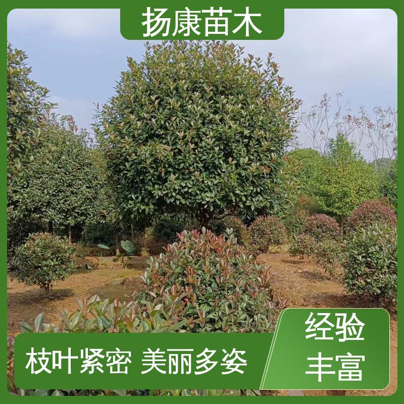 扬康苗木 红叶石楠球 园林景区栽植 造型优美 易成活