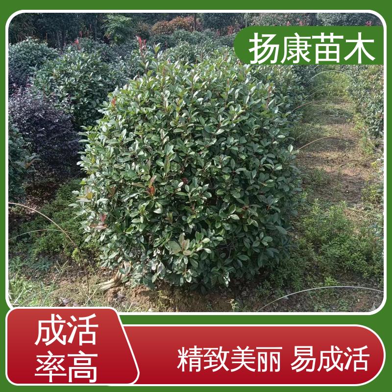 扬康苗木 基地供应 红叶石楠树 园林庭院造景植物 高成活率 规格齐全