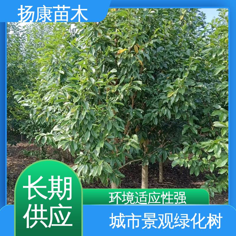 扬康苗木 乐 昌含笑苗 道路绿化行道苗 树形丰富 成活率高