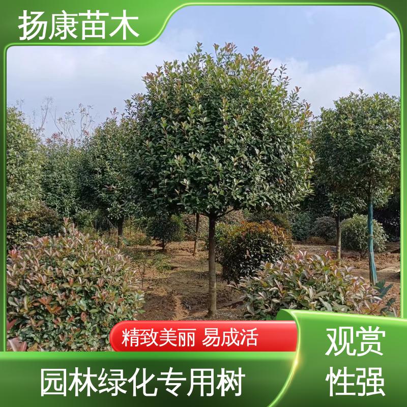 扬康苗木 红叶石楠 庭院小区绿化造景树 高成活率 规格齐全