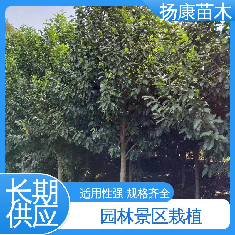 扬康苗木 基地供应 18公分乐 昌含笑 绿化工程专用苗 观赏价值高