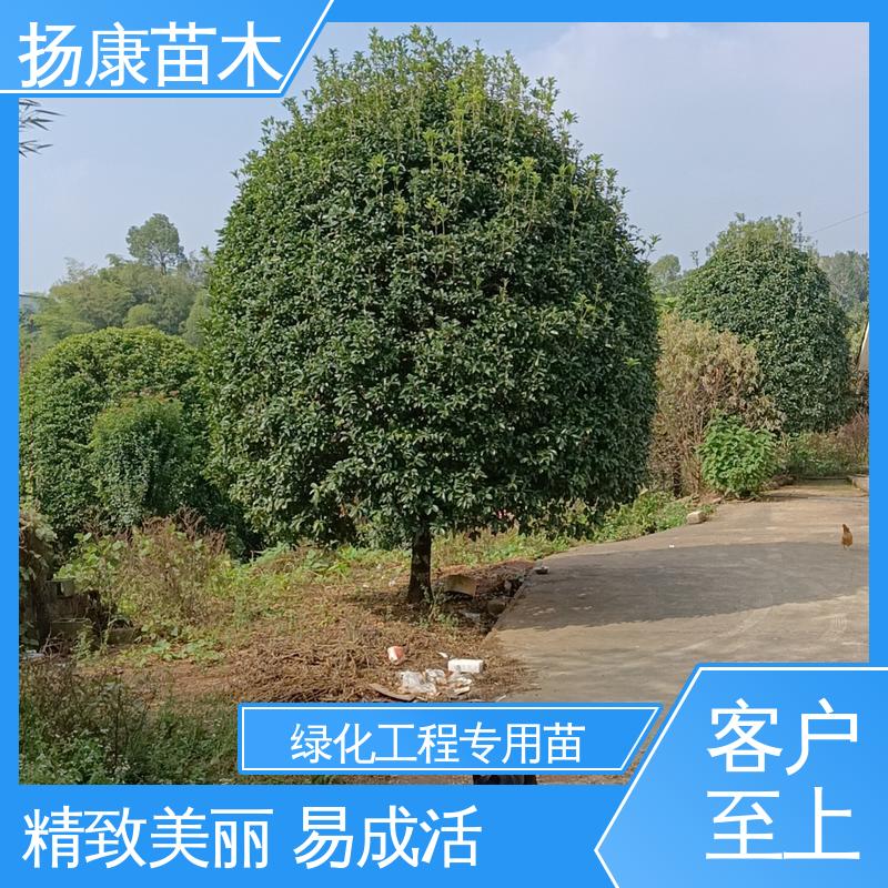 扬康苗木 基地供应 15公分平 昌含笑 绿化工程专用苗 精致美丽 易成活
