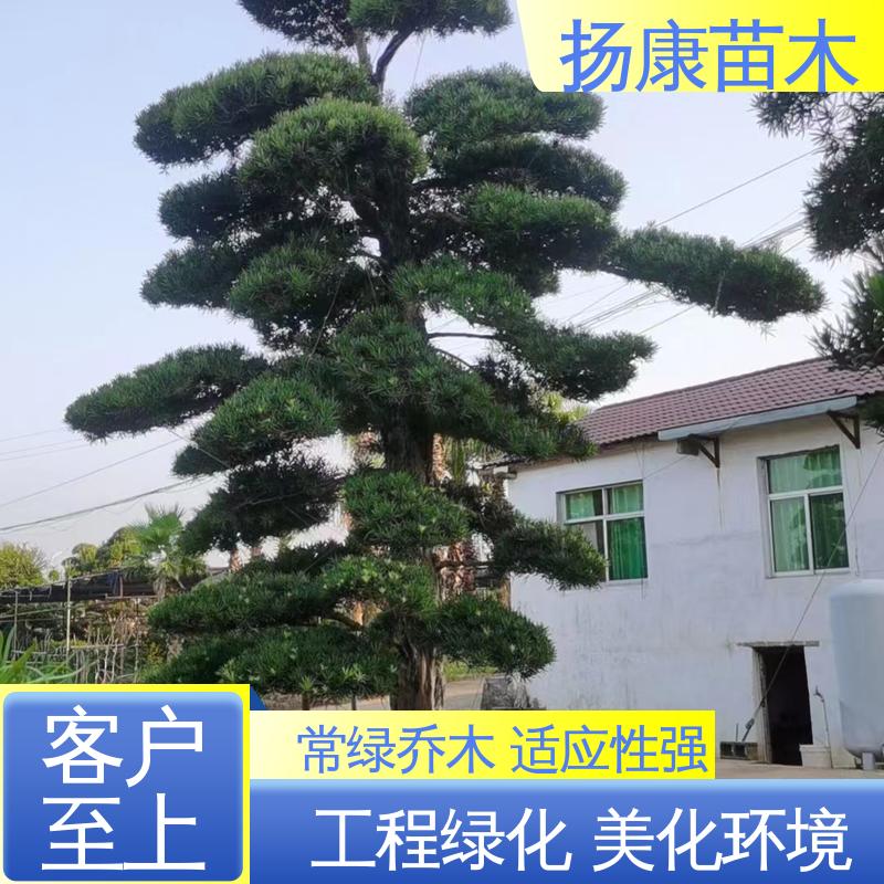 扬康苗木 25公分罗汉松 庭院小区绿化造景树 枝叶紧密 美丽多姿