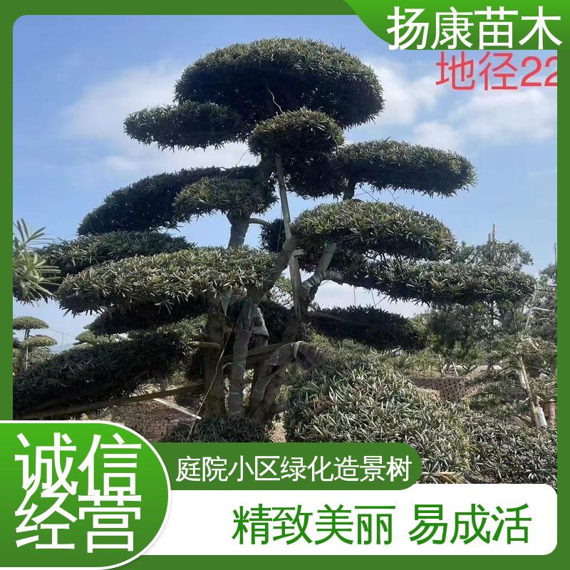 扬康苗木 20公分罗汉松 庭院别墅标配 精致美丽 易成活