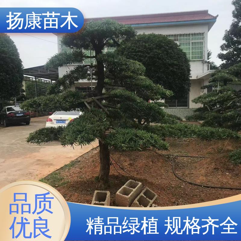扬康苗木 日 本罗汉松 庭院别墅标配 树形优美 四季常绿