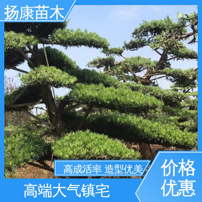 扬康苗木 12公分罗汉松 庭院别墅标配 造型优美 易成活