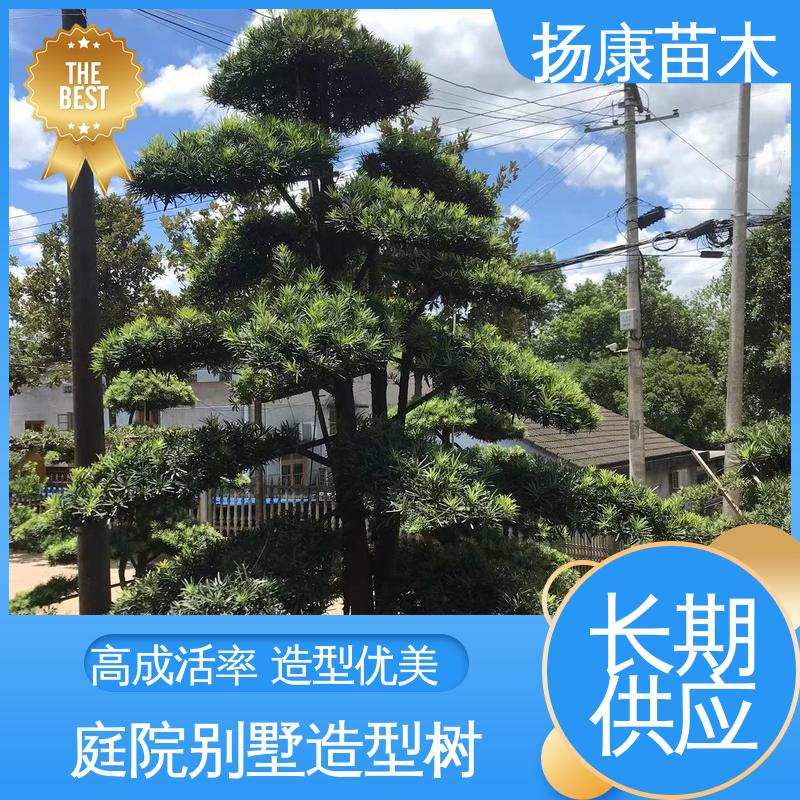 扬康苗木 基地供应 14公分罗汉松 园林绿化工程设计 观赏价值高