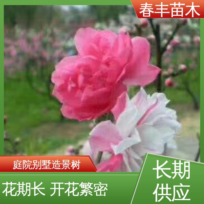 春丰苗木 基地供应 红花碧桃5-9公分 花色艳丽动人