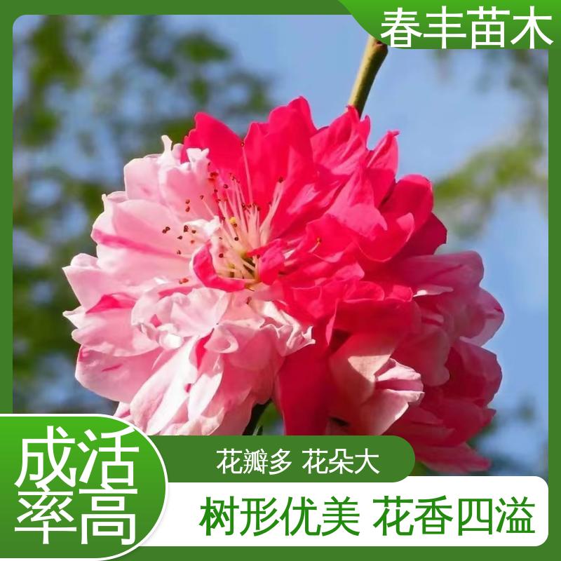 春丰苗木 基地供应 粉碧桃6-8公分 成活率高 适应性强