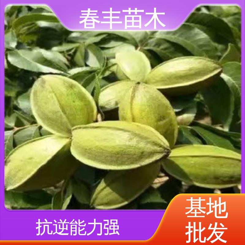 春丰苗木 碧根果袋装苗2公分粗 果实含油量高 成活率高 适应性强