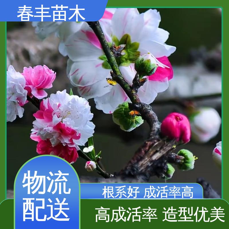 春丰苗木 基地供应 二色6-8公分 颜色鲜艳 花色多样