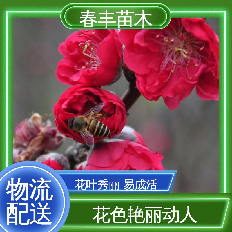 春丰苗木 基地现挖 洒金碧桃 8-10公分 颜色鲜艳 花色多样