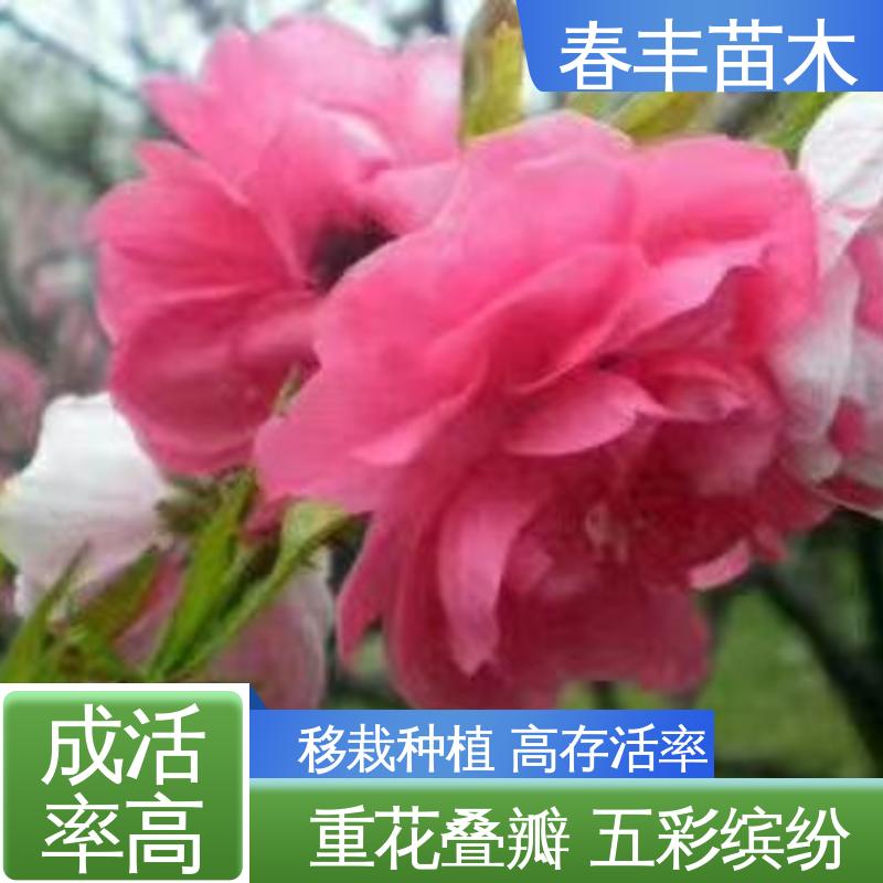 春丰苗木 基地现挖 日本丽桃5-9公分 移栽种植 高存活率