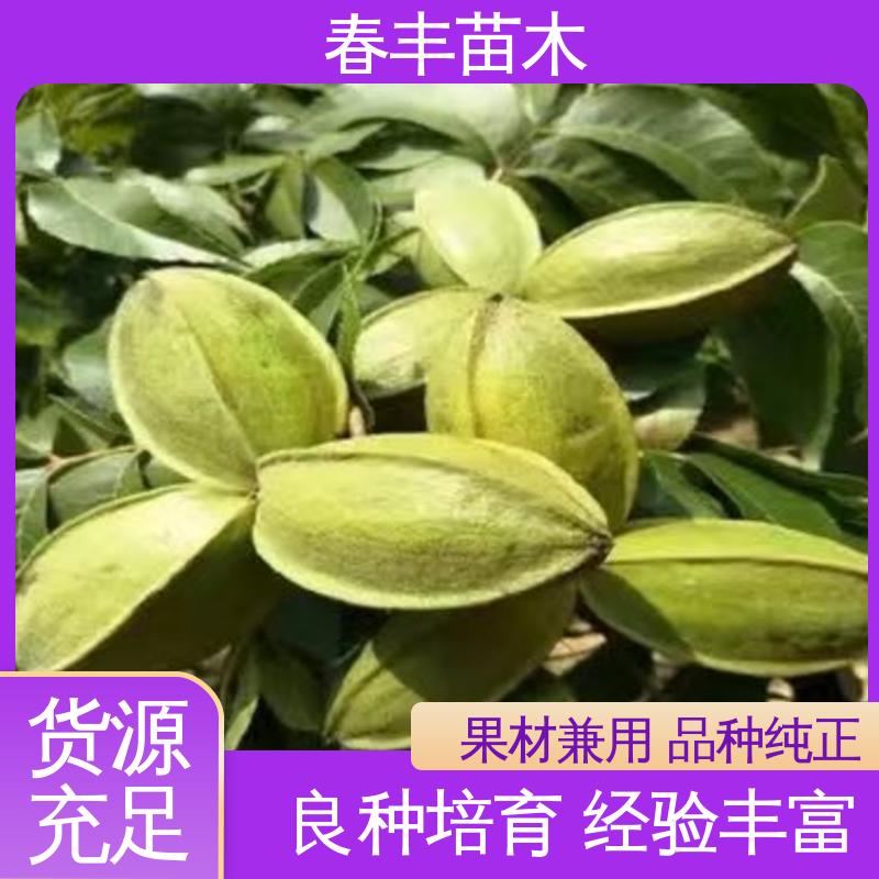 春丰苗木 碧根果杯装苗1-3年 多品种 果材兼用 易成活