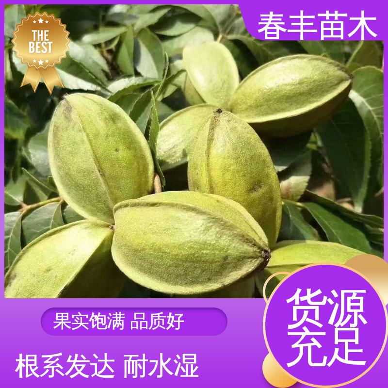 春丰苗木 美国山核桃杯装苗3元一株 高产出 移栽种植 高存活率