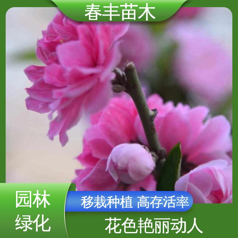 春丰苗木 基地供应 山碧桃30元打土球上车 移栽种植 高存活率