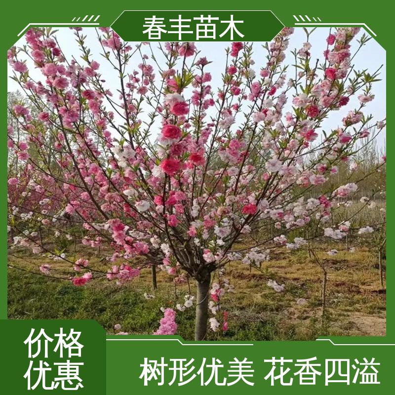 春丰苗木 基地现挖 紫叶碧桃5-9公分 重花叠瓣 效果佳