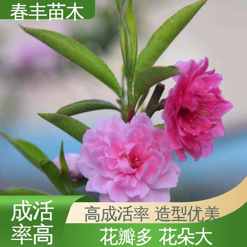 春丰苗木 基地供应 红叶碧桃6-8公分 移栽种植 高存活率