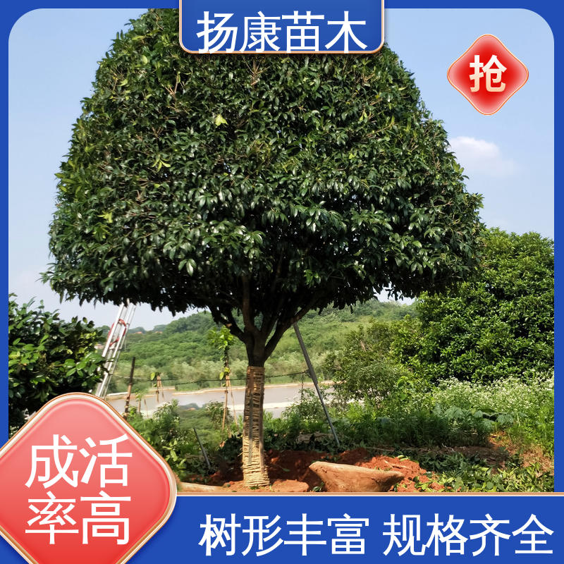 扬康苗木 移植香樟 园林景区栽植 适用性强 规格齐全