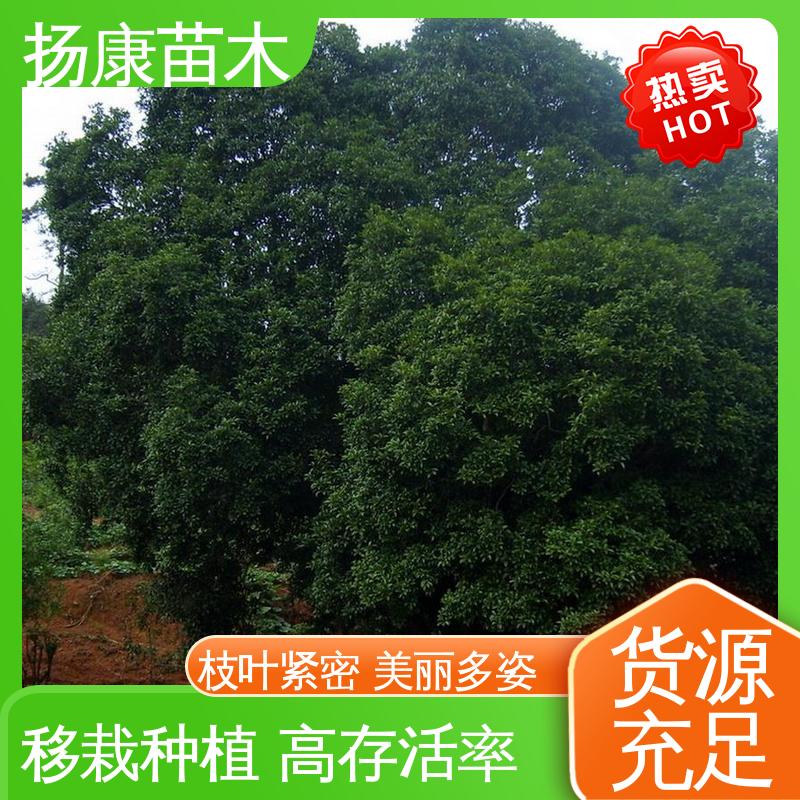 扬康苗木 18公分丹桂 园林绿化工程设计 观赏价值高
