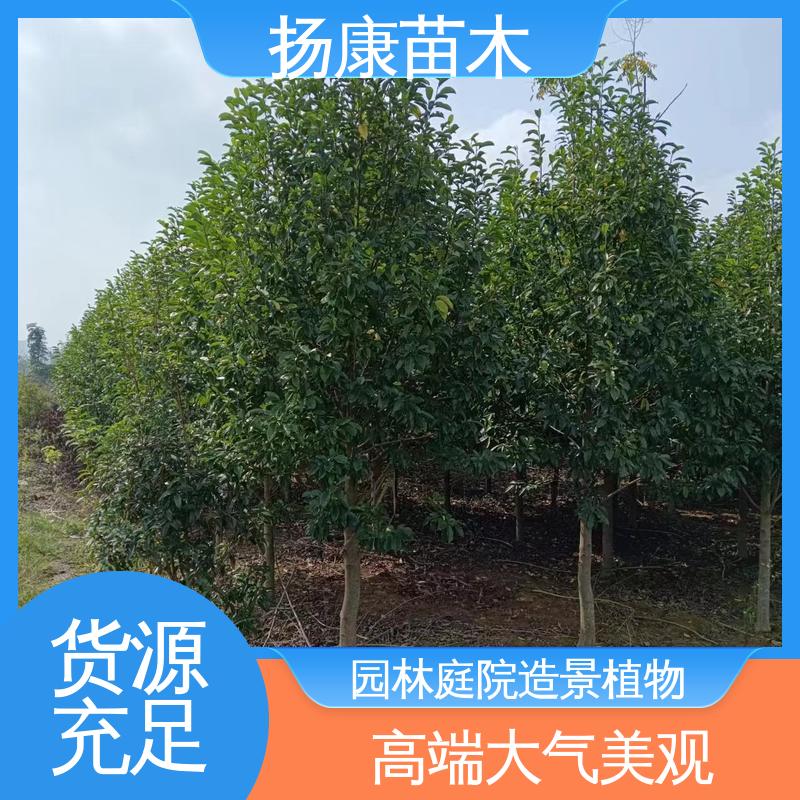 扬康苗木 基地供应 精品乐 昌含笑 园林绿化专用树 适用性强 规格齐全
