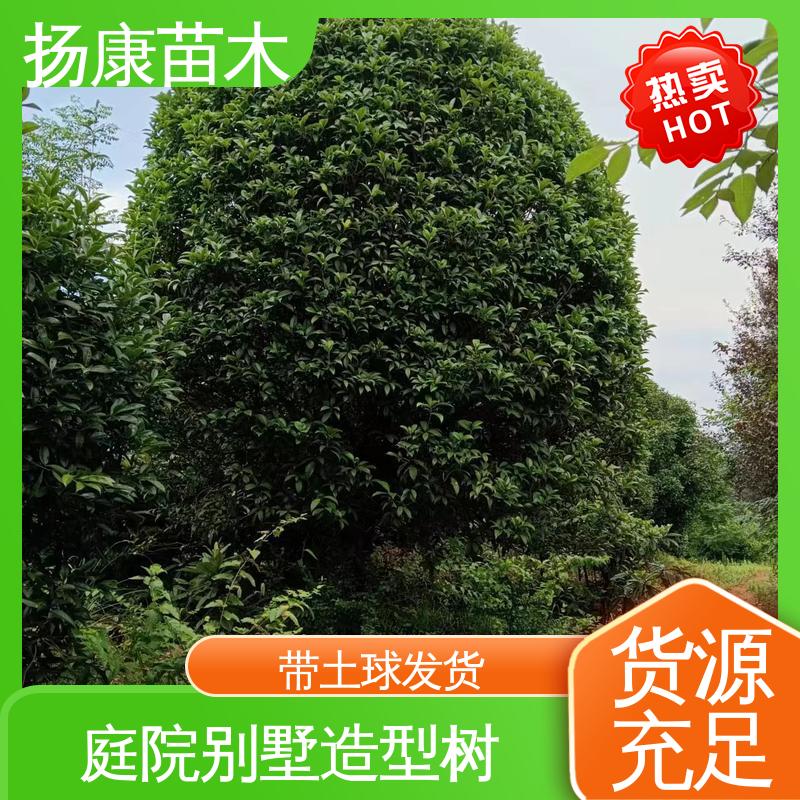 扬康苗木 基地供应 20公分桂花 城市景观绿化树 高成活率 规格齐全