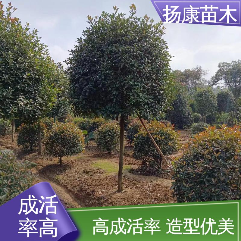 扬康苗木 基地供应 红叶石楠 绿化工程改造苗 枝叶紧密 美丽多姿