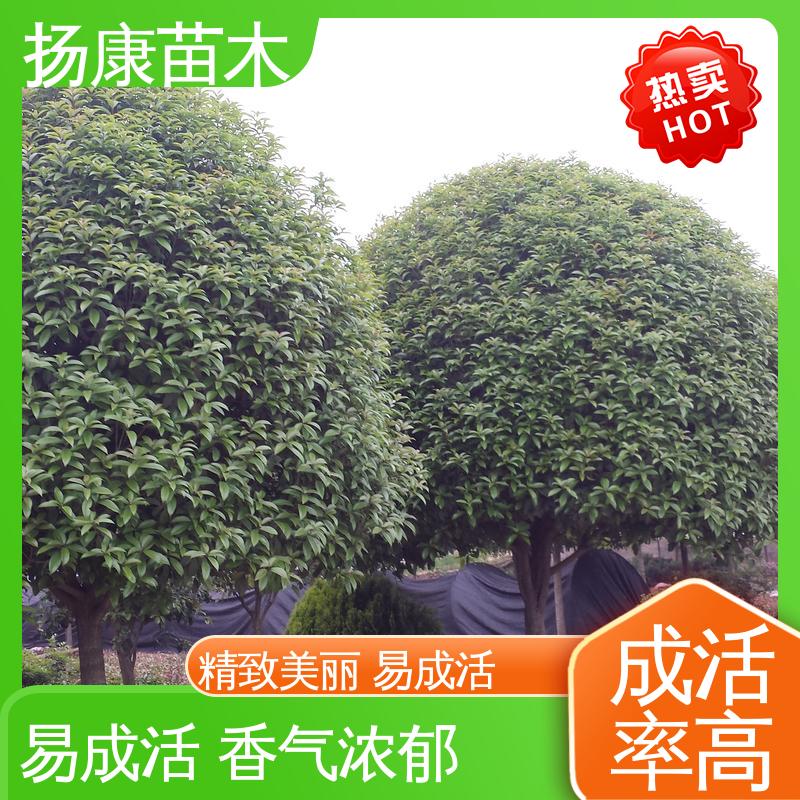扬康苗木 基地供应 18公分桂花 庭院别墅景观树 树形优美 成活率高