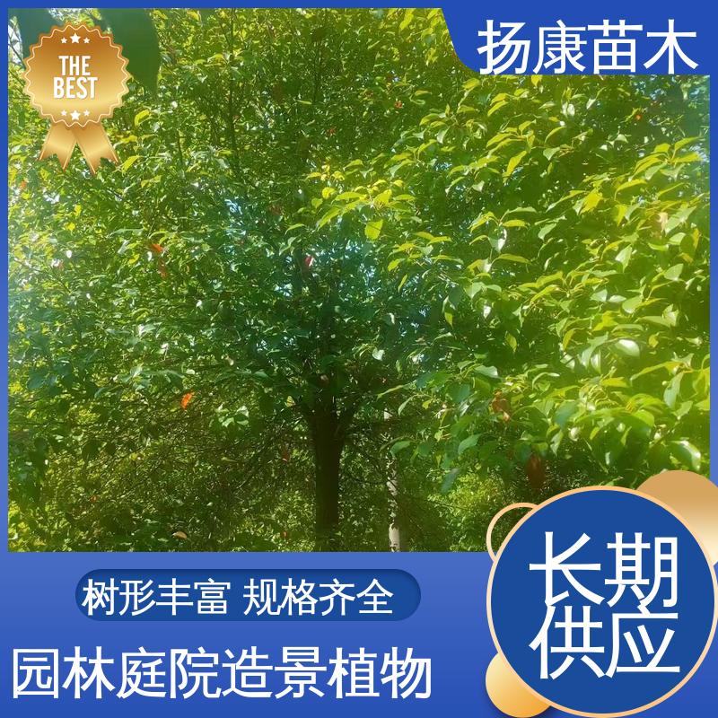 扬康苗木 丛生香樟树 城市景观绿化树 适用性强 规格齐全