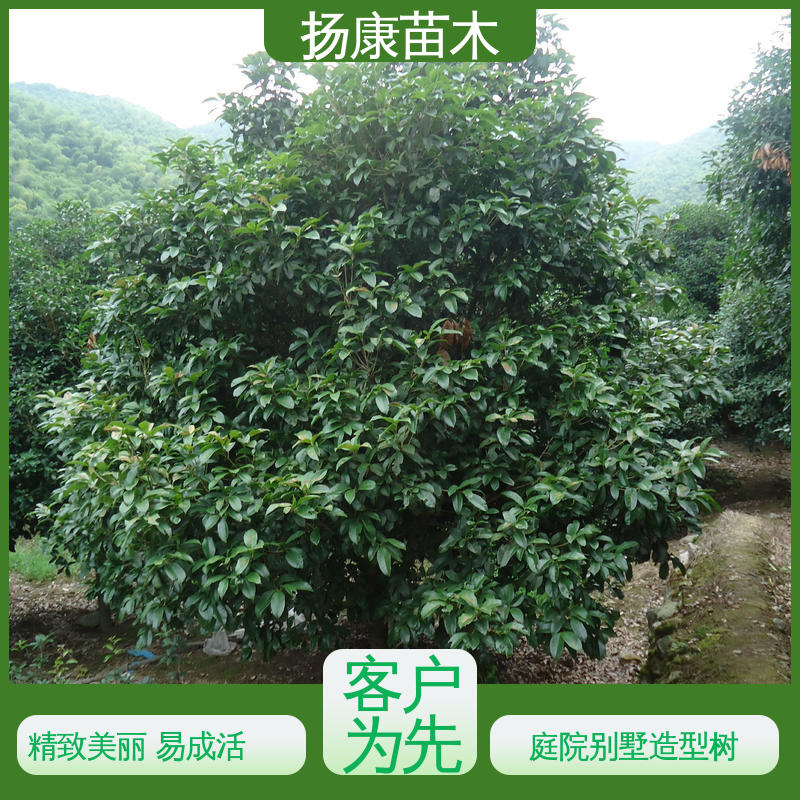 扬康苗木 25公分桂花 园林绿化工程设计 树形优美 成活率高