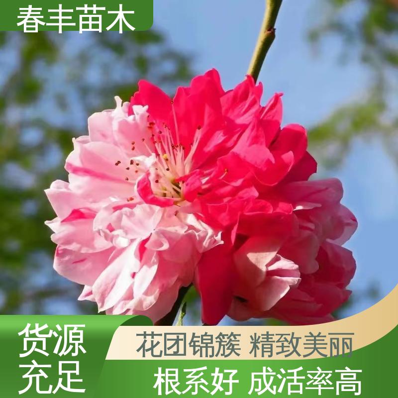 春丰苗木 基地供应 紫叶桃30元打土球上车 质量合格 一条龙培育