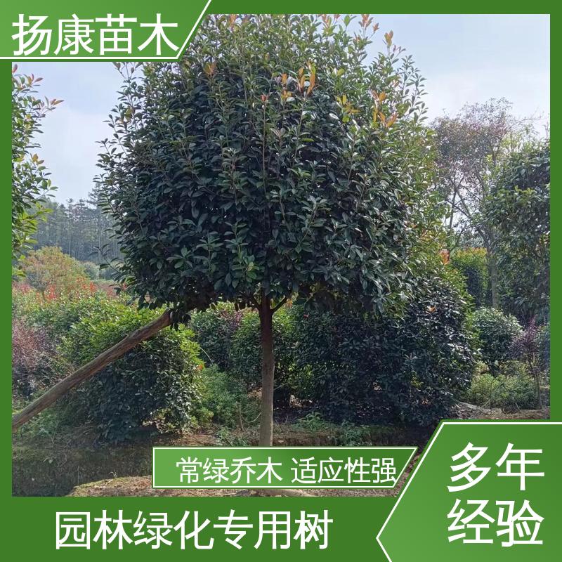 扬康苗木 小楠 园林庭院造景植物 枝叶紧密 美丽多姿