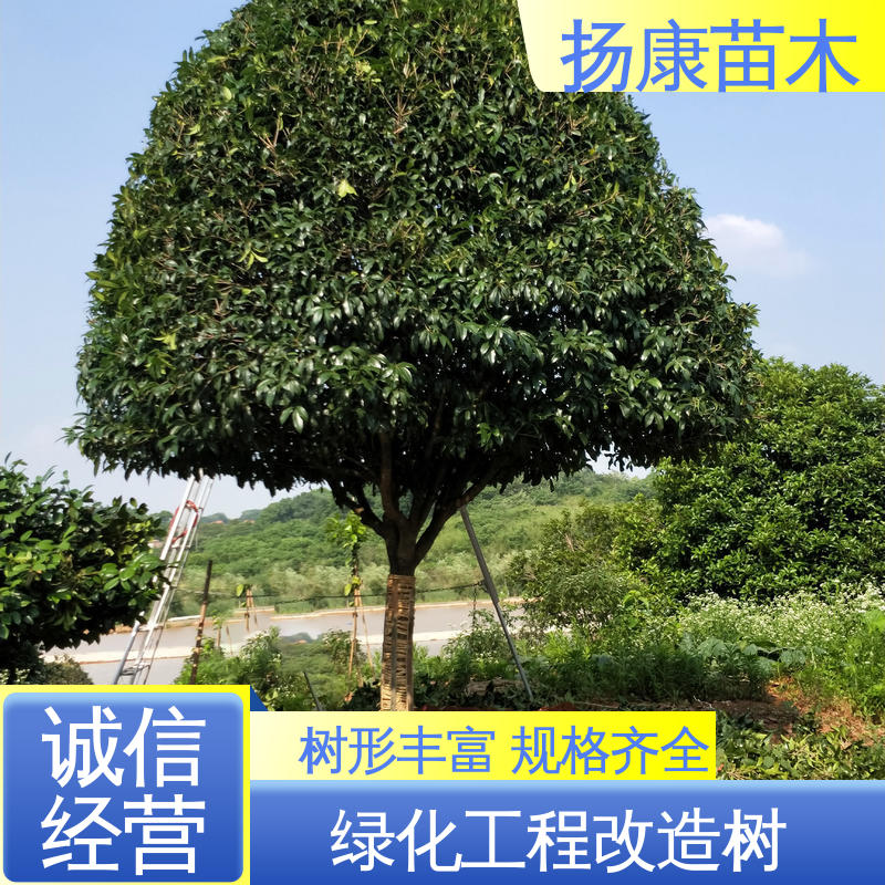 扬康苗木 丛生香樟树 绿化工程改造苗 高成活率 规格齐全