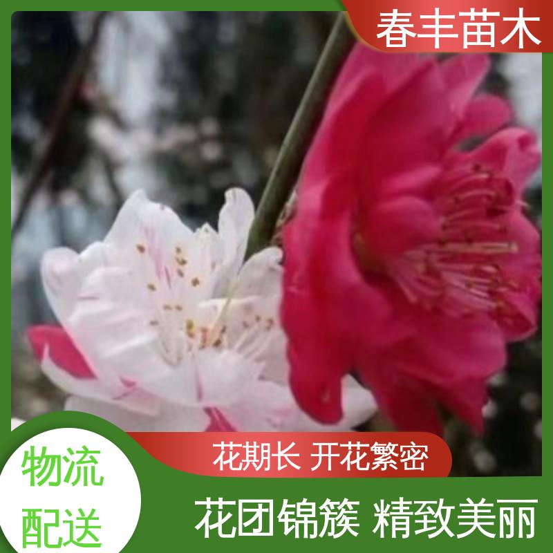 春丰苗木 基地供应 洒金碧桃 8-10公分 花色艳丽动人