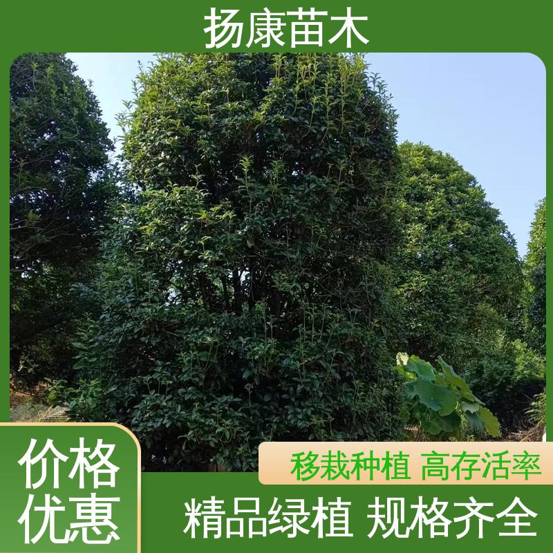 扬康苗木 基地供应 20公分桂花 园林绿化工程设计 精致美丽 易成活