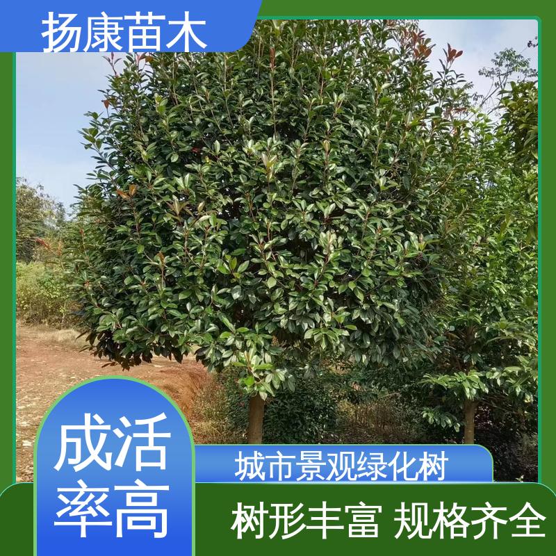 扬康苗木 红叶南栓 庭院小区绿化造景树 树形丰富 成活率高